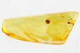 Detailed Fossil Beetle Larva (Micromalthidae) in Baltic Amber #310863-1